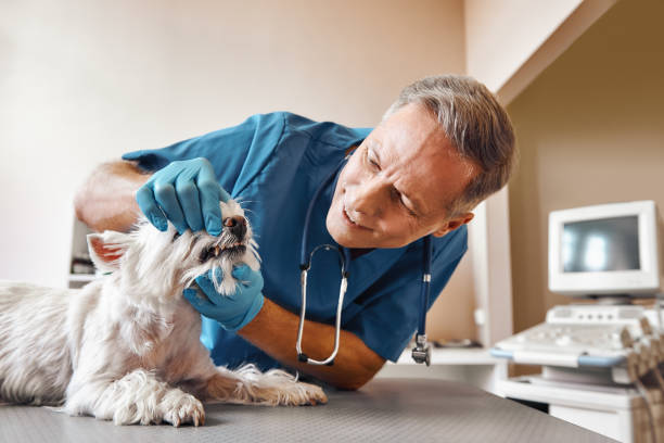 Best Emergency Tooth Extraction in Stevensville, MD